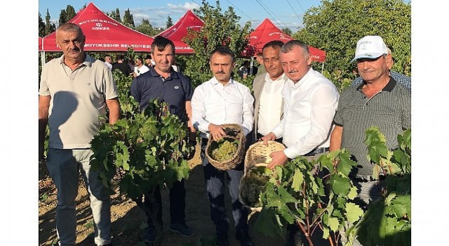 Başkan Büyükakın, İzmitte üzüm hasadına katıldı