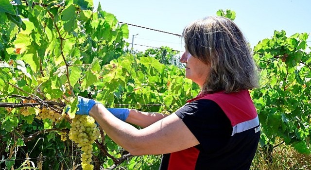 Hasat Öncesi Pestisit Denetimi İçin Numuneler Alınıyor