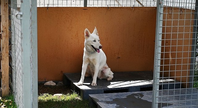 Kemer Belediyesinden “Can dostları” için istasyon