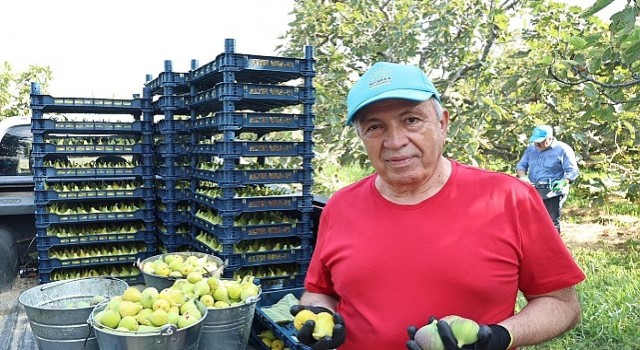 Nilüferde incir hasadı başladı