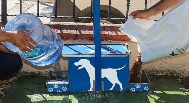 Yazın Sıcak Günlerinde Küçükçekmece Belediyesinden Sokak Hayvanlarına Can Suyu Çağrısı