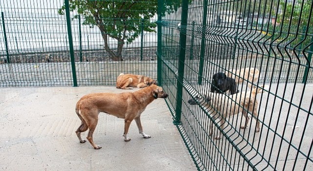 Bakioğlu Can Dostlarımız Yaşam Merkezi ve Bakımevi açılıyor!