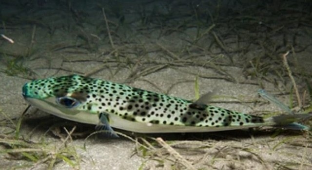 Ege Üniversitesinden istilacı türlere karşı yapay zeka destekli uluslararası bilimsel iş birliği