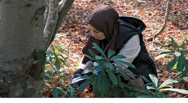 Kuzuyaylada mantarların gizemli dünyası keşfedildi
