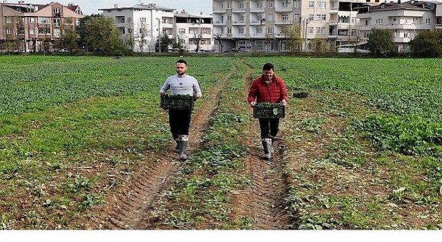 Osmangazi Belediyesi Doğal Üretimle Sofralara Sağlık Sunuyor