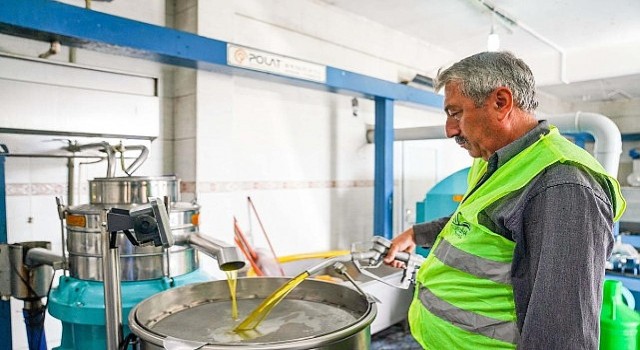 Seferihisar Belediyesinden örnek proje; Çocukların topladığı zeytinler sofralara bereket olacak