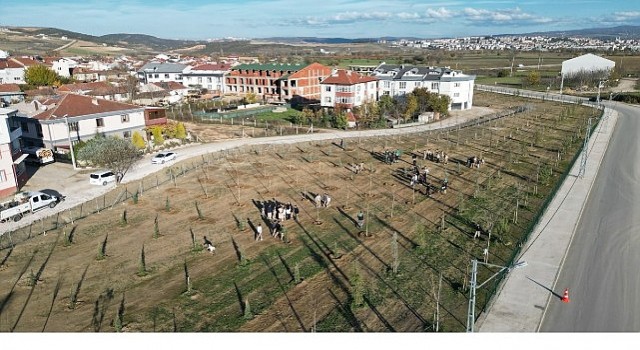 572 Fidanlı Koruluk Akhisara Nefes Olacak