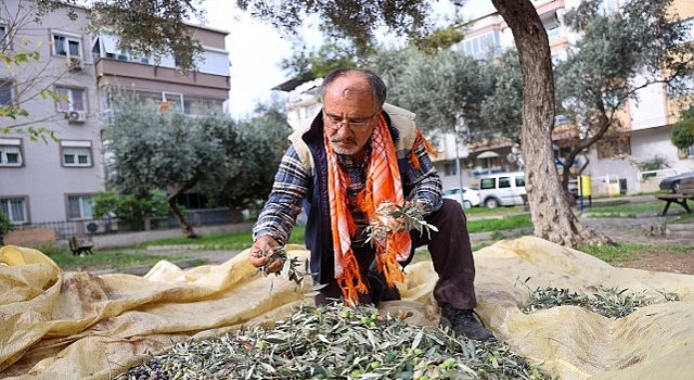 Bucada zeytin hasadı zamanı
