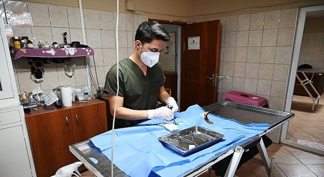 Kemerde 227 sokak hayvanı kısırlaştırıldı