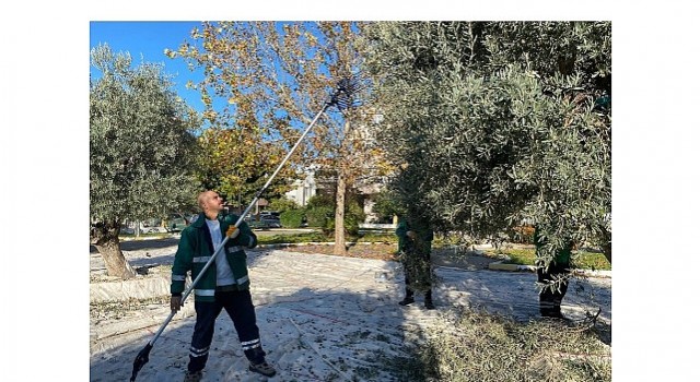 Milas Belediyesi Park ve Yeşil Alanlarda Zeytin Hasadına Devam Ediyor