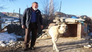 Sivas’ta kangallar ayıya geçit vermedi!