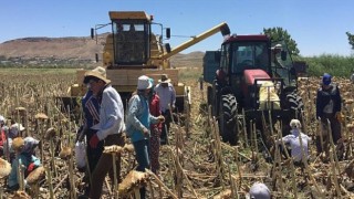 Tadım’dan genç çiftçilere ‘Beyaz Çerezlik Ay Çekirdeği Yetiştiriciliği’ kitapçığı