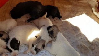 Toroslar EDAŞ çalışanlarından kurtarma operasyonu