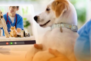 Veterinerlik hizmetlerinde dijitalleşme adımı