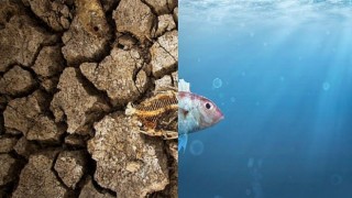 Yakın Gelecekteki Tehlike: Küresel Isınma hakkında 5 Soru 5 Cevap