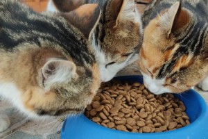 Domino’s ve Domino’s severlerden Haçiko’ya 5 ton mama ve 25 can için tedavi desteği