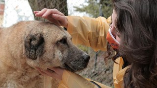 Eti Benim’O’nun Sokak Hayvanları için Başlattığı “BenimDostumO” Projesi İkinci Yılında!