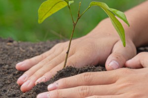Kullanıcısı için ağaç diken uygulama