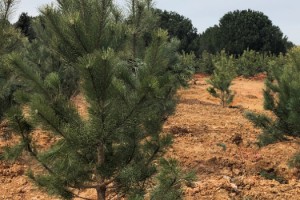 Kuveyt Türk’ün kâğıt tasarrufu ağaca dönüşüyor