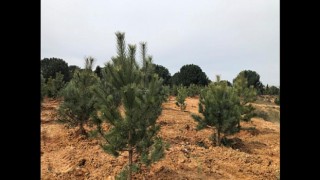 Kuveyt Türk’ün kâğıt tasarrufu ağaca dönüşüyor