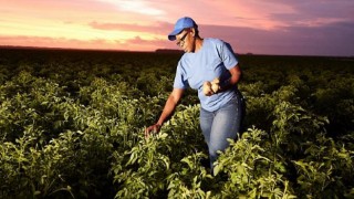 PEPSICO yenileyici tarım uygulamalarını 28,3 milyon dönüme çıkaracak