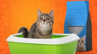 Trendyol: Türkiye’nin kedi kumu Bursa’dan