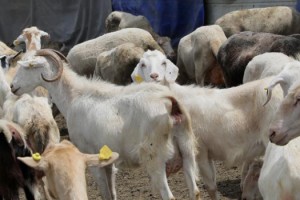 İMAMOĞLU’NDAN HAYVAN ÜRETİCİLERİNE DESTEK: