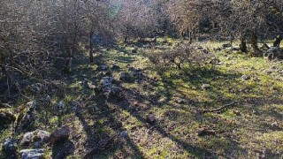 İzmir’de Kurt Görüntülendi