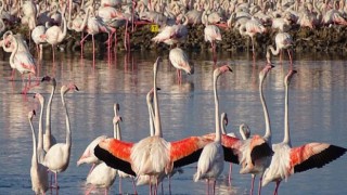 İzmir’in yavru flamingoları dünyaya gözlerini açtı