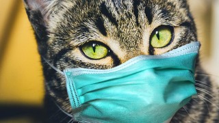 KKTC’de Evcil Kedi Sahibinden COVID-19 Kaptı!