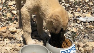 Osmangazi EDAŞ’tan sokak hayvanları için proje