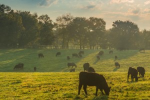 Ruminant hayvanlarda vitamin ve mineral desteği süt verimliliğini artırıyor