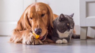 Tatil Sezonu ile Beraber Kedi ve Köpek Otellerine Büyük İlgi