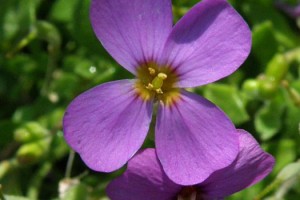 TEMA Vakfı’ndan A. Nihat Gökyiğit Biyolojik Çeşitlilik Projesi