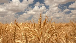 Ülker’den yerli bisküvilik buğday için yeni proje