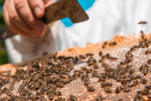 2021 ARICILAR İÇİN SIKINTILI GEÇİYOR