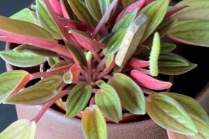 BÜYÜ’den BÜYÜ’lü bir Firuze tasarımı