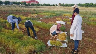 Harran Üniversitesi, Tarımda Yeniliklerin Öncüsü Olmaya Devam Ediyor