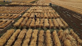 Harran Üniversitesi’nde Kuraklığa Dayanıklı Makarnalık Buğday Çeşit Geliştirme Çalışmaları Devam Ediyor