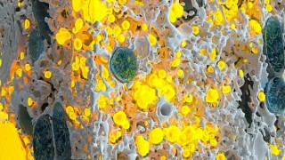 ‘Molecular Architecture’ sergisi Sabri Ülker Vakfı sponsorluğunda Venedik Bienali’nde