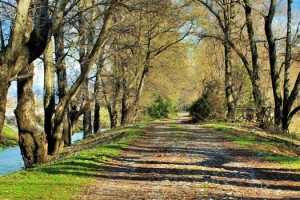 OGM her yıl 300 milyon yeni fidan dikiyor