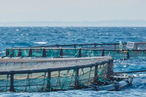 “Yediği Önünde, Yemediği Yarında” balık projesi hayata geçti!
