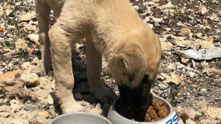 Osmangazi EDAŞ tatil döneminde de sokak hayvanlarını yalnız bırakmadı
