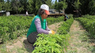 Ata Tohumları İhtiyaç Sahiplerinin Sofralarında