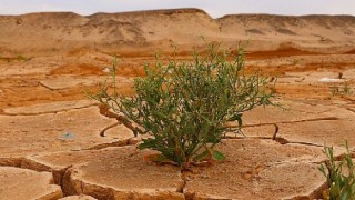 IPCC Uyardı: “İklim Değişikliğini Sınırlandırmak İçin Derhal Harekete Geçilmeli”