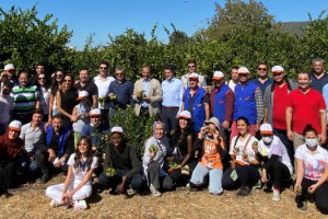 Mandalinalar ihtiyaç sahipleri için hasat edildi