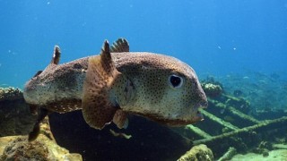 FunBox Ekranlarında Doğal Yaşam Öyküleri