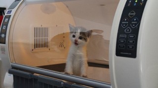 OEDAŞ sokak hayvanlarının tedavisi ve bakımı için Sağlık Odası açtı