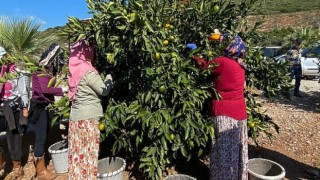 Satsuma mandalinanın ihracat yolculuğu 27 Ekim’de başlıyor