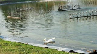 Aşık Veysel Rekreasyon Alanı’nda ”Yağmur Suyu Hasadı” başladı